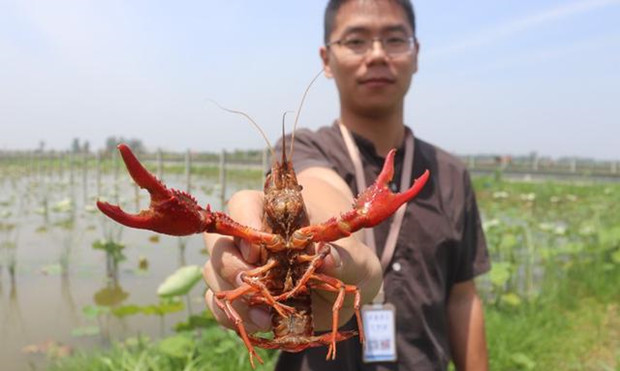 53天增投20亿，阿里巴巴提速中国最大数字助农平台建设