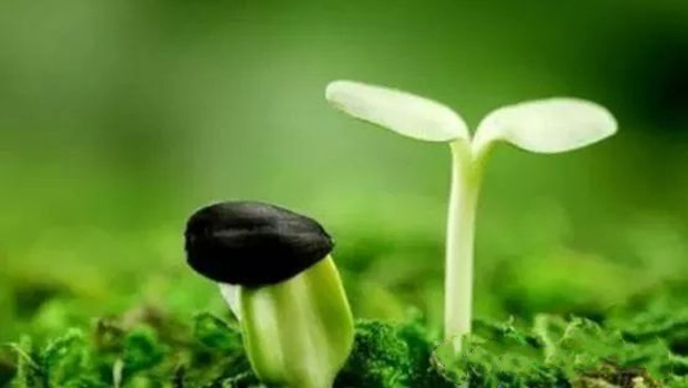 天价&ldquo;洋种子&rdquo;背后的种业之痛
