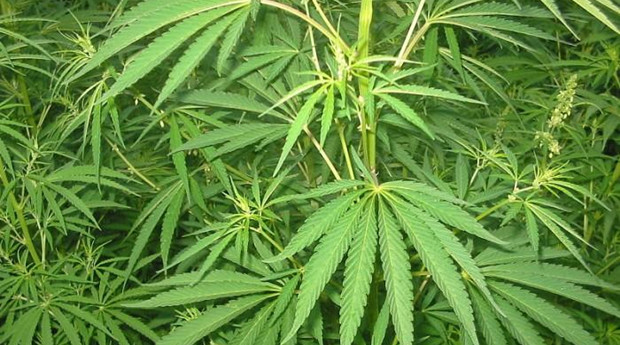Twitter改变内容政策 允许在大麻合法的州发布大麻广告