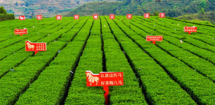 八马茶业，冲刺茶业&ldquo;第一股&rdquo;？