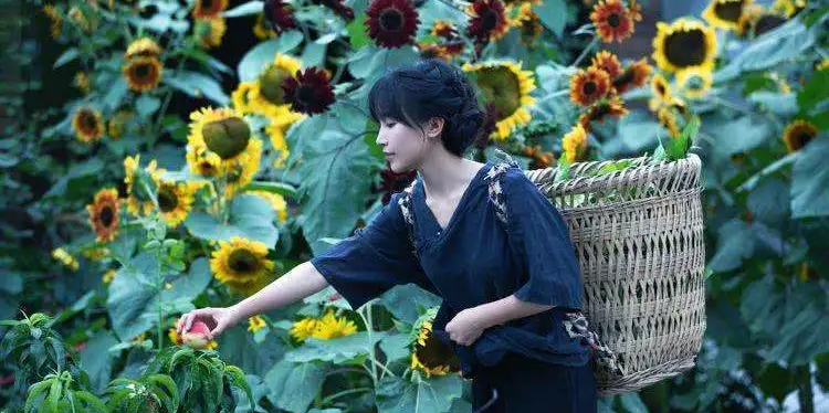 李子柒为什么不带货