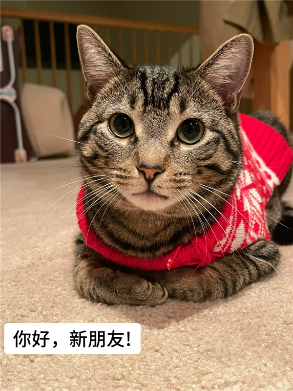 美国网友涌入小红书交猫税：话题笔记已超3000篇